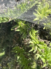 Dioprosopa clavata