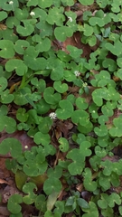 Hydrocotyle leucocephala