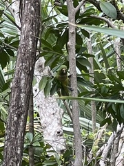 Eupsittula nana