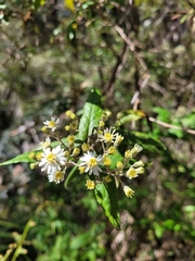 Olearia lirata