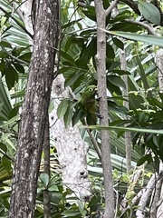 Eupsittula nana