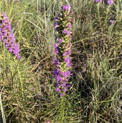 Liatris aestivalis