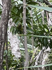 Eupsittula nana