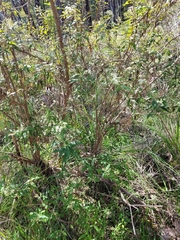 Olearia lirata