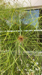 Cyperus papyrus