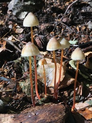 Mycena crocata