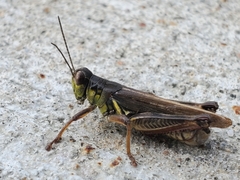 Melanoplus femurrubrum