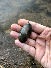 Utterbackia imbecillis