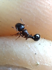 Tetramorium tsushimae