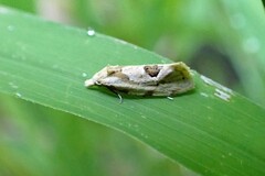 Aethes angustana