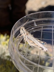 Melanoplus cinereus