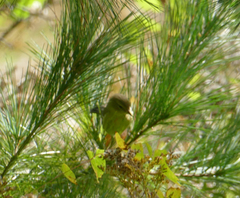 Setophaga pinus