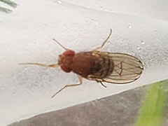Drosophila immigrans