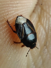 Microporus nigrita