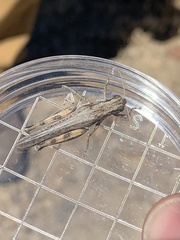 Melanoplus cinereus