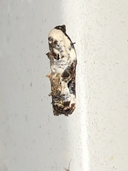 Acleris nivisellana
