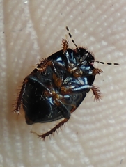 Microporus nigrita
