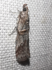 Acrobasis bithynella