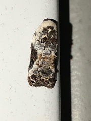 Acleris nivisellana