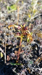 Pedicularis lapponica