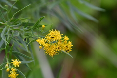 Euthamia caroliniana