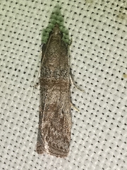 Acrobasis bithynella