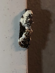 Acleris nivisellana