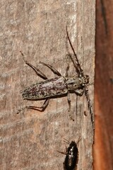 Elaphidion mucronatum