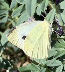 Pieris rapae