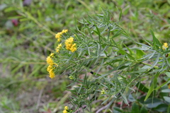 Euthamia caroliniana