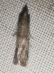 Acrobasis bithynella