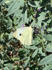 Pieris rapae