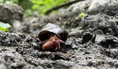 Monadenia infumata