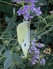 Pieris rapae