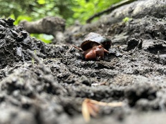 Monadenia infumata
