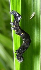 Gonodonta