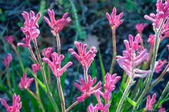 Anigozanthos flavidus