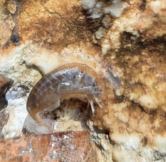 Echinogammarus ischnus