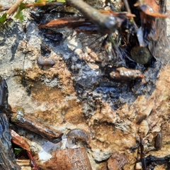 Echinogammarus ischnus