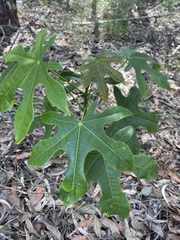 Brachychiton acerifolius