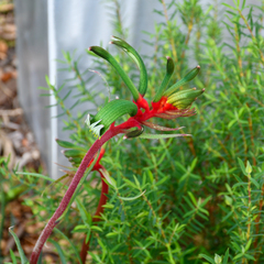 Anigozanthos manglesii