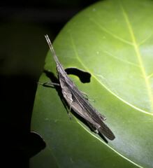 Desmoptera truncatipennis