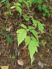 Actaea pachypoda