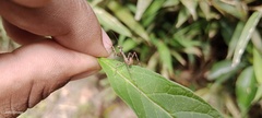 Stagmatoptera septentrionalis