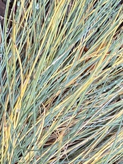 Elymus smithii
