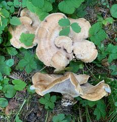 Sarcodon stereosarcinon