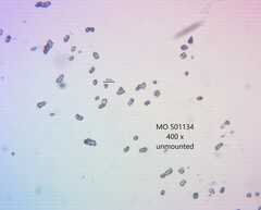 Sarcodon stereosarcinon