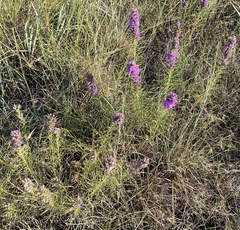 Liatris aestivalis