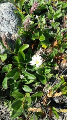 Cerastium alpinum