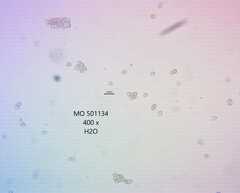 Sarcodon stereosarcinon